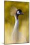 Crowned Crane, Balearica Pavonina-Andreas Keil-Mounted Photographic Print