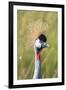 Crowned Crane (Balearica Regulorum Gibbericeps) Masai Mara National Reserve-Constantinos Petrinos-Framed Photographic Print