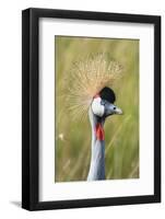 Crowned Crane (Balearica Regulorum Gibbericeps) Masai Mara National Reserve-Constantinos Petrinos-Framed Photographic Print