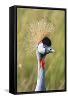 Crowned Crane (Balearica Regulorum Gibbericeps) Masai Mara National Reserve-Constantinos Petrinos-Framed Stretched Canvas