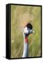 Crowned Crane (Balearica Regulorum Gibbericeps) Masai Mara National Reserve-Constantinos Petrinos-Framed Stretched Canvas