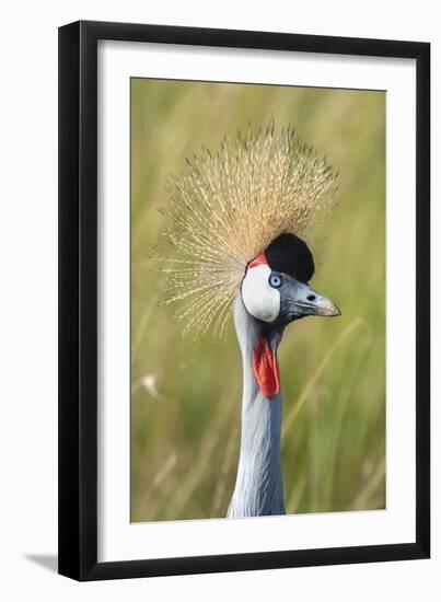 Crowned Crane (Balearica Regulorum Gibbericeps) Masai Mara National Reserve-Constantinos Petrinos-Framed Photographic Print