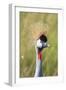 Crowned Crane (Balearica Regulorum Gibbericeps) Masai Mara National Reserve-Constantinos Petrinos-Framed Photographic Print