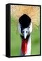 Crowned Crane Bird Look-Four Oaks-Framed Stretched Canvas