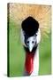 Crowned Crane Bird Look-Four Oaks-Stretched Canvas