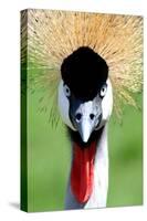 Crowned Crane Bird Look-Four Oaks-Stretched Canvas