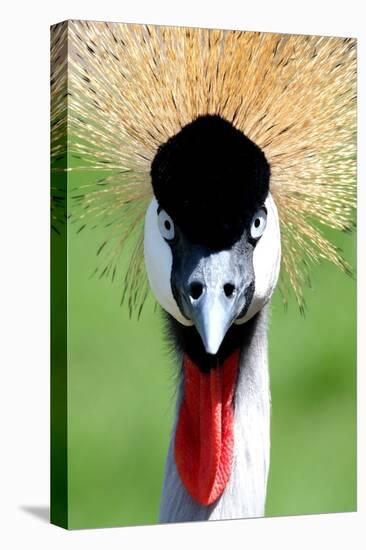 Crowned Crane Bird Look-Four Oaks-Stretched Canvas