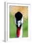 Crowned Crane Bird Look-Four Oaks-Framed Photographic Print