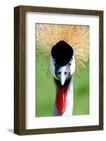 Crowned Crane Bird Look-Four Oaks-Framed Photographic Print