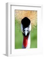 Crowned Crane Bird Look-Four Oaks-Framed Photographic Print