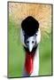 Crowned Crane Bird Look-Four Oaks-Mounted Photographic Print