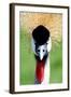 Crowned Crane Bird Look-Four Oaks-Framed Photographic Print