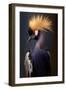 Crowned Crane I-Vivienne Dupont-Framed Art Print
