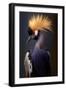 Crowned Crane I-Vivienne Dupont-Framed Art Print