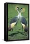 Crowned Crane Pair in Courtship Display-null-Framed Stretched Canvas