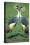 Crowned Crane Pair in Courtship Display-null-Stretched Canvas