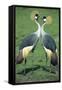 Crowned Crane Pair in Courtship Display-null-Framed Stretched Canvas