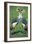 Crowned Crane Pair in Courtship Display-null-Framed Photographic Print