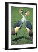 Crowned Crane Pair in Courtship Display-null-Framed Photographic Print