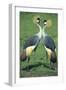 Crowned Crane Pair in Courtship Display-null-Framed Photographic Print