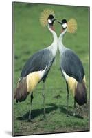 Crowned Crane Pair in Courtship Display-null-Mounted Photographic Print