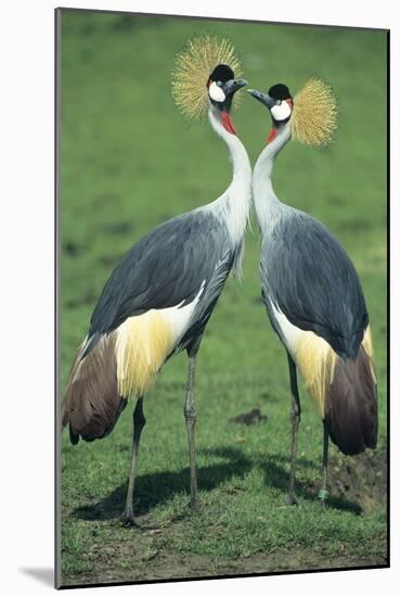 Crowned Crane Pair in Courtship Display-null-Mounted Photographic Print