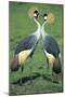 Crowned Crane Pair in Courtship Display-null-Mounted Photographic Print