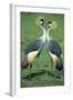 Crowned Crane Pair in Courtship Display-null-Framed Photographic Print