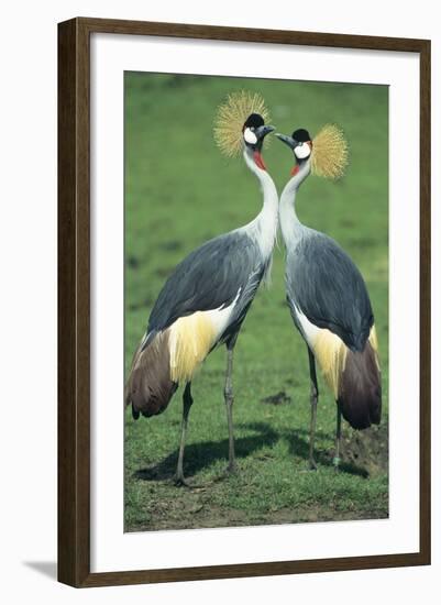 Crowned Crane Pair in Courtship Display-null-Framed Photographic Print