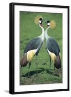 Crowned Crane Pair in Courtship Display-null-Framed Photographic Print