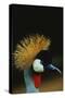 Crowned Crane Profile-W. Perry Conway-Stretched Canvas