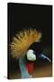 Crowned Crane Profile-W. Perry Conway-Stretched Canvas