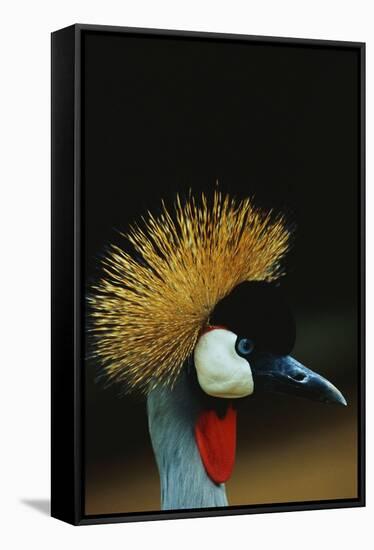 Crowned Crane Profile-W. Perry Conway-Framed Stretched Canvas