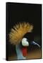 Crowned Crane Profile-W. Perry Conway-Framed Stretched Canvas