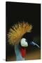 Crowned Crane Profile-W. Perry Conway-Stretched Canvas