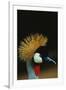 Crowned Crane Profile-W. Perry Conway-Framed Photographic Print