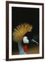 Crowned Crane Profile-W. Perry Conway-Framed Photographic Print