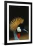 Crowned Crane Profile-W. Perry Conway-Framed Photographic Print