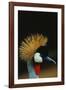 Crowned Crane Profile-W. Perry Conway-Framed Photographic Print