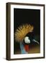 Crowned Crane Profile-W. Perry Conway-Framed Photographic Print