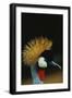 Crowned Crane Profile-W. Perry Conway-Framed Photographic Print