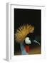 Crowned Crane Profile-W. Perry Conway-Framed Photographic Print