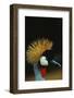 Crowned Crane Profile-W. Perry Conway-Framed Photographic Print