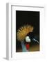 Crowned Crane Profile-W. Perry Conway-Framed Photographic Print