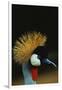 Crowned Crane Profile-W. Perry Conway-Framed Photographic Print