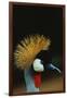 Crowned Crane Profile-W. Perry Conway-Framed Photographic Print