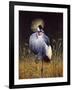 Crowned Crane-Harro Maass-Framed Giclee Print