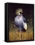 Crowned Crane-Harro Maass-Framed Stretched Canvas