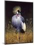 Crowned Crane-Harro Maass-Mounted Giclee Print