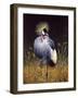 Crowned Crane-Harro Maass-Framed Giclee Print